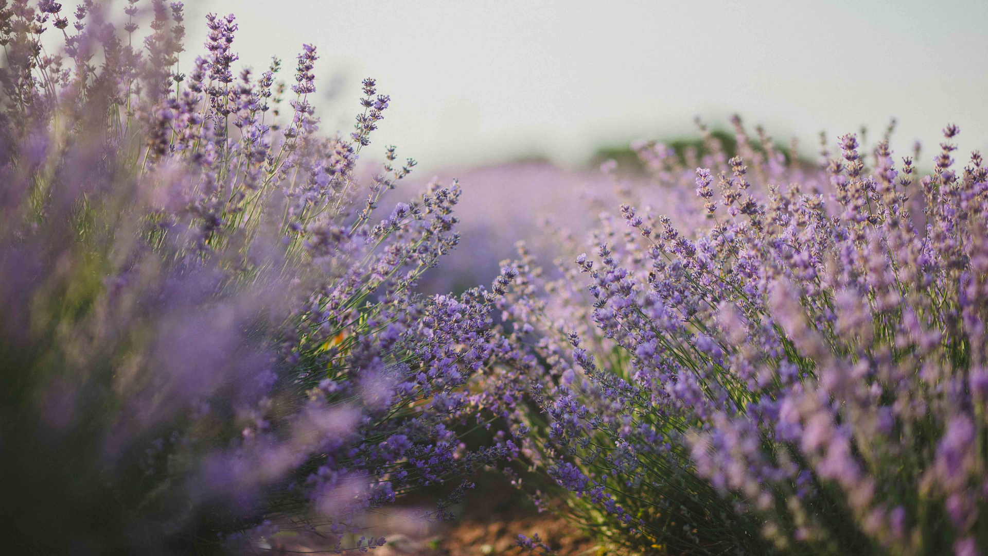 Campo de lavanda sob luz suave, em tons de lilás